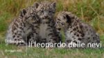 IL LEOPARDO DELLE NEVI